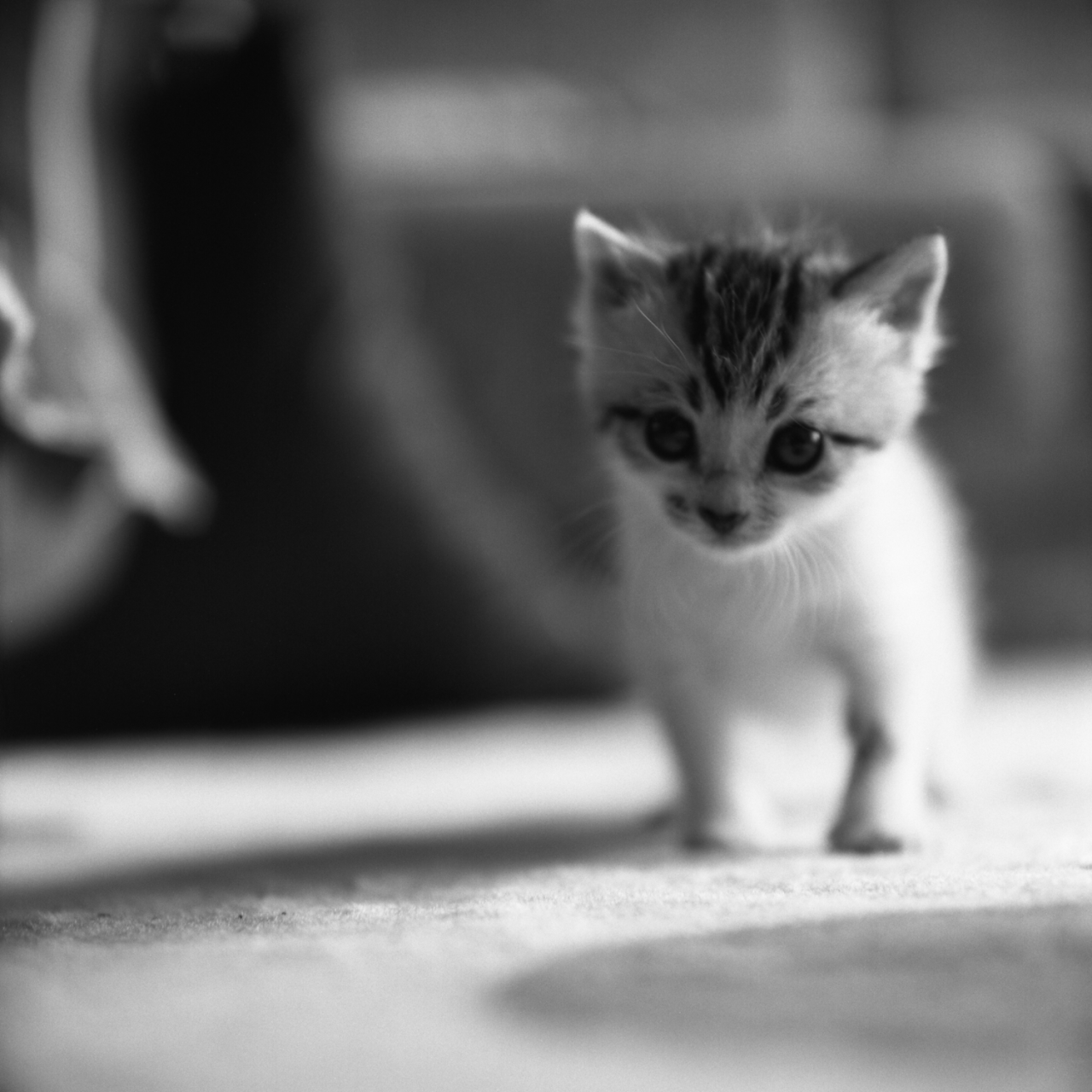 rolleiflex2.8f001tmax