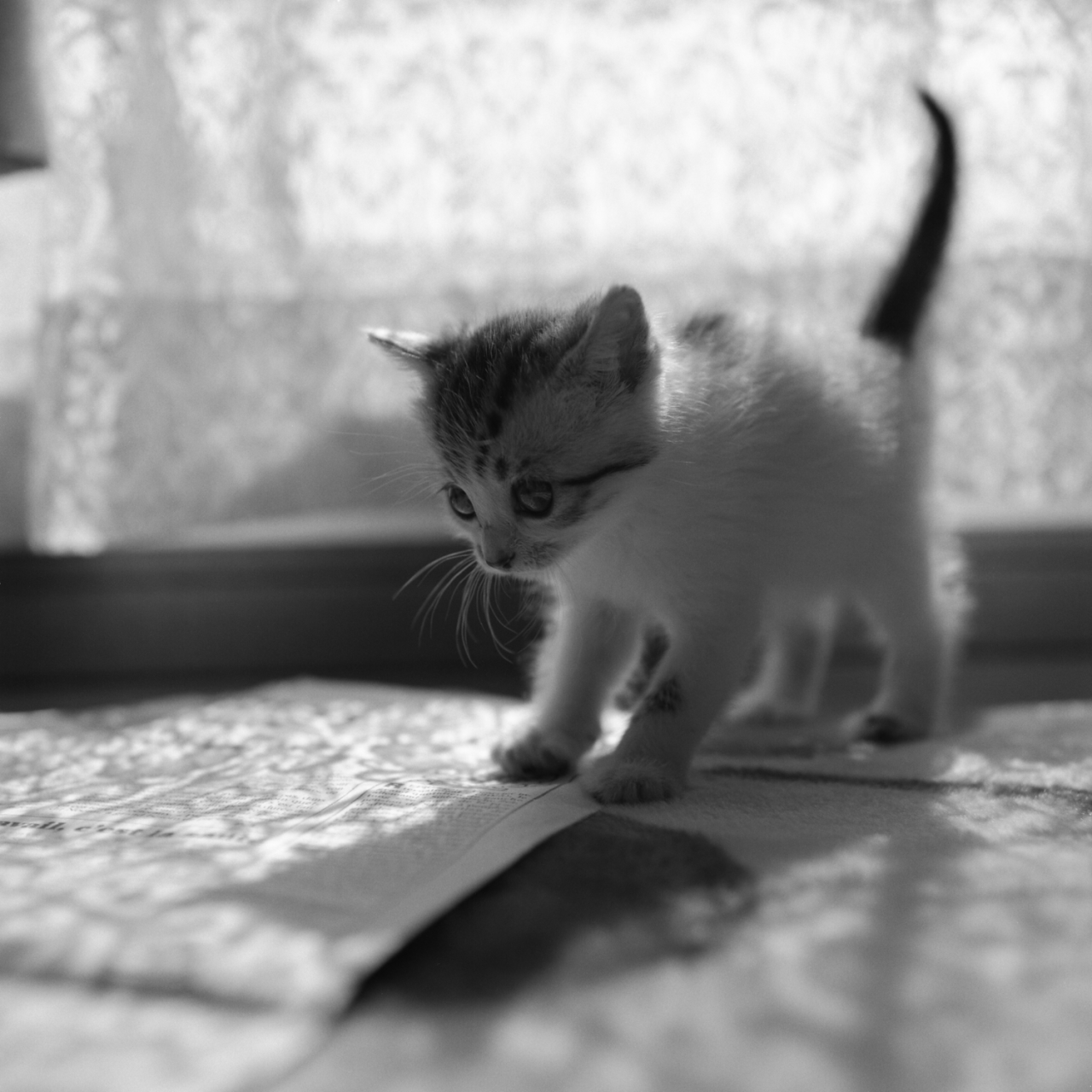 rolleiflex2.8f008tmax