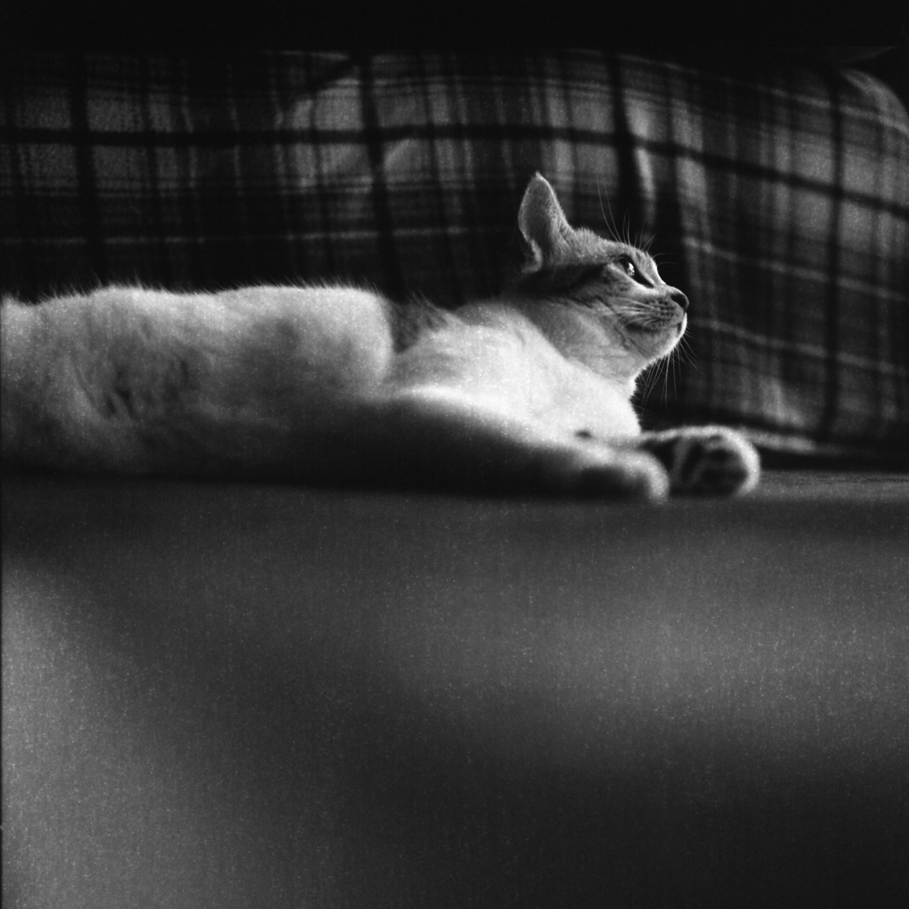 koharu 2.8c001fp4