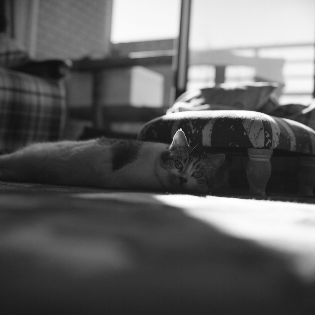 rolleiflex2.8c004fp4