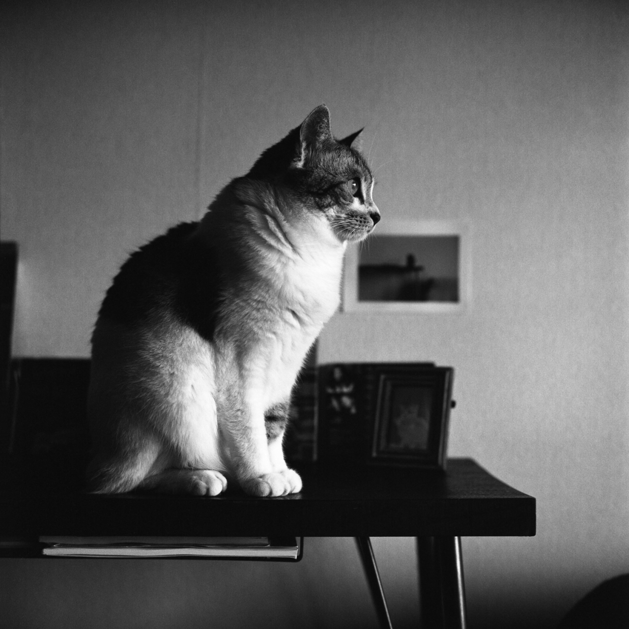 rolleiflex2.8c023fp4plus