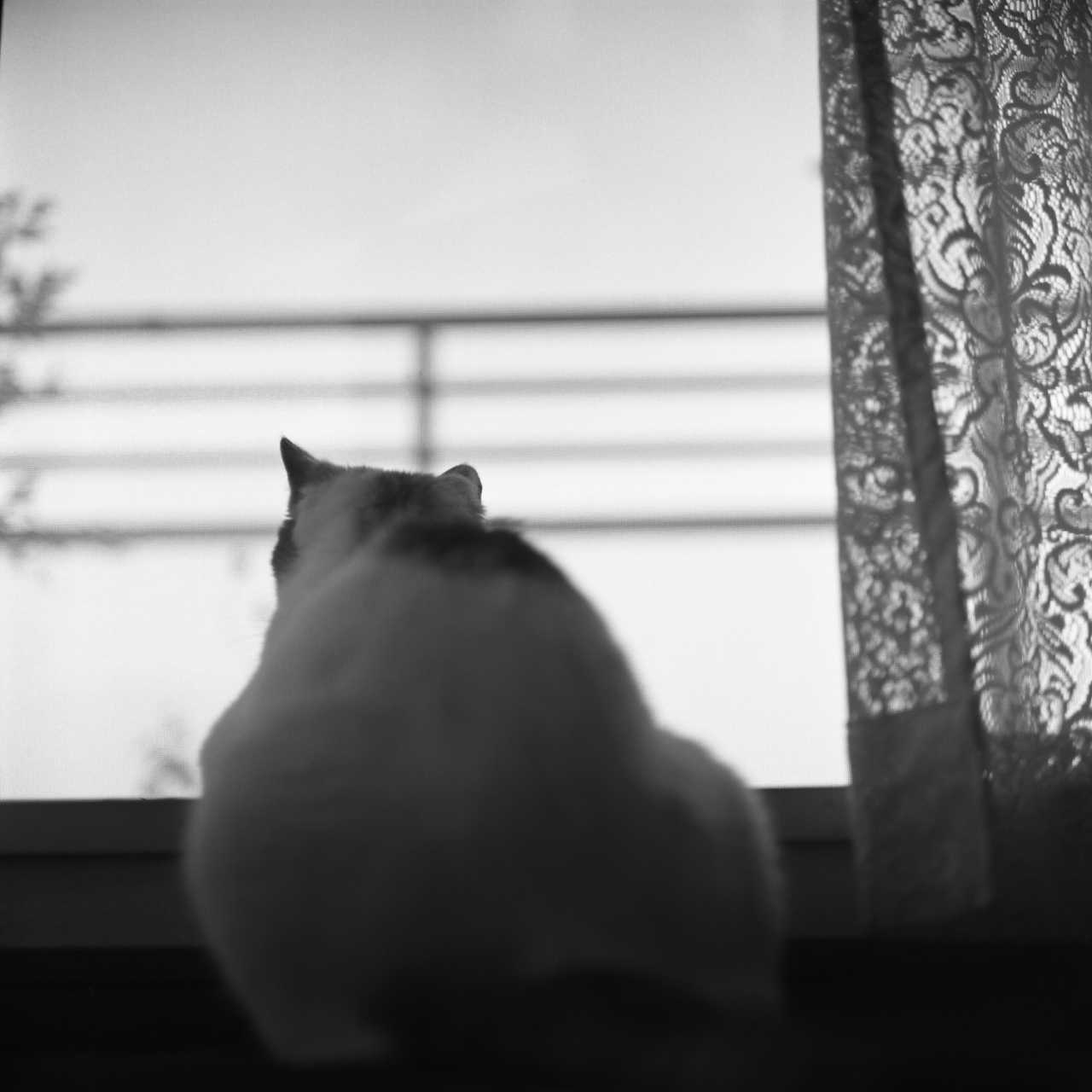 rolleiflex2.8c043fp4