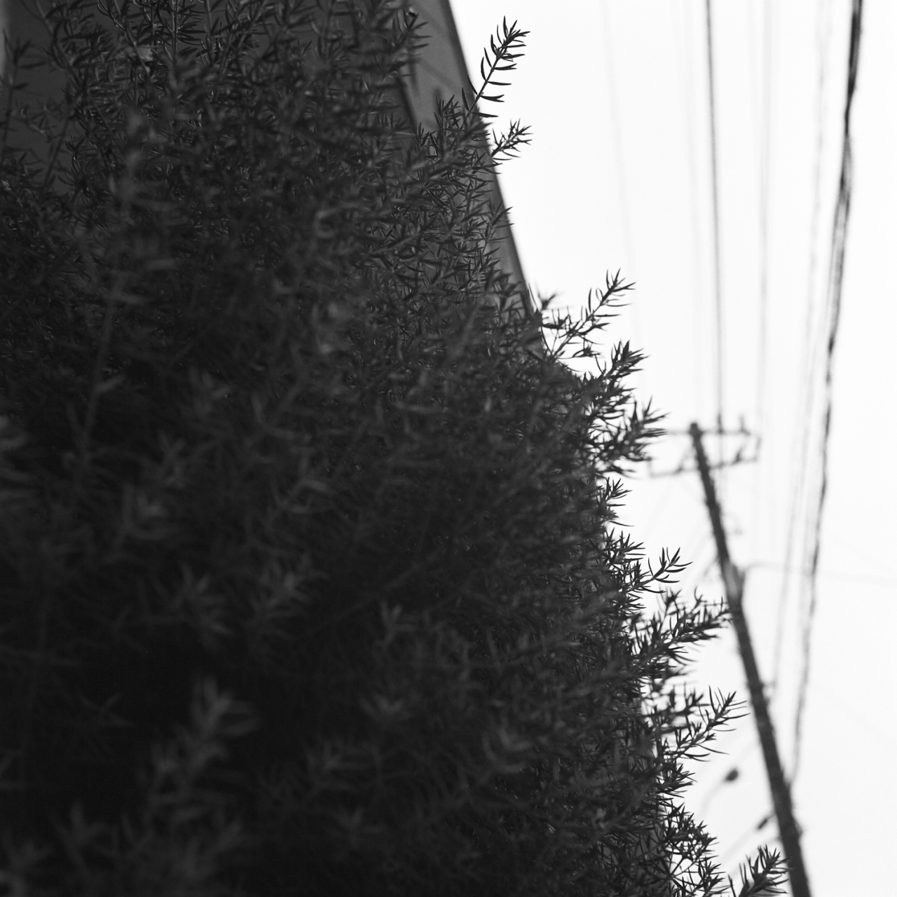 rolleiflex2.8c052fp4