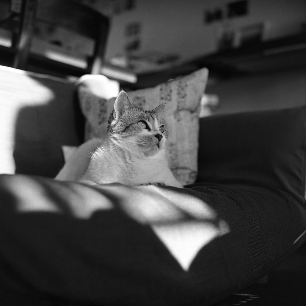 rolleiflex2.8f048tmax