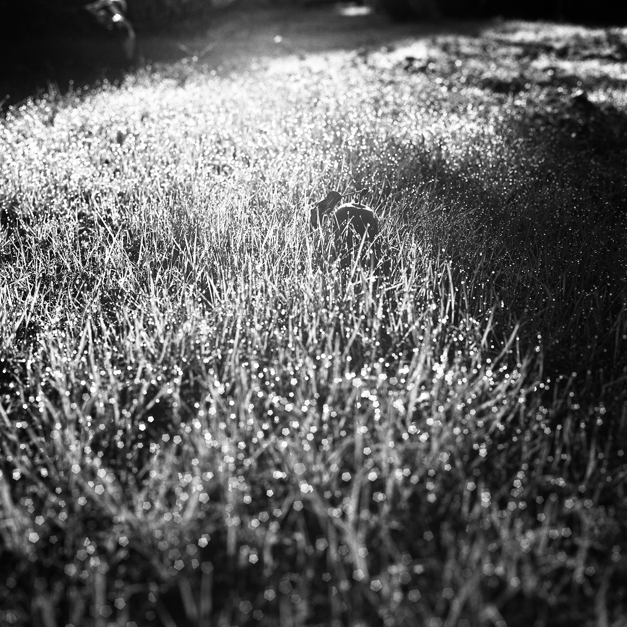 rolleiflex2.8f056fp4