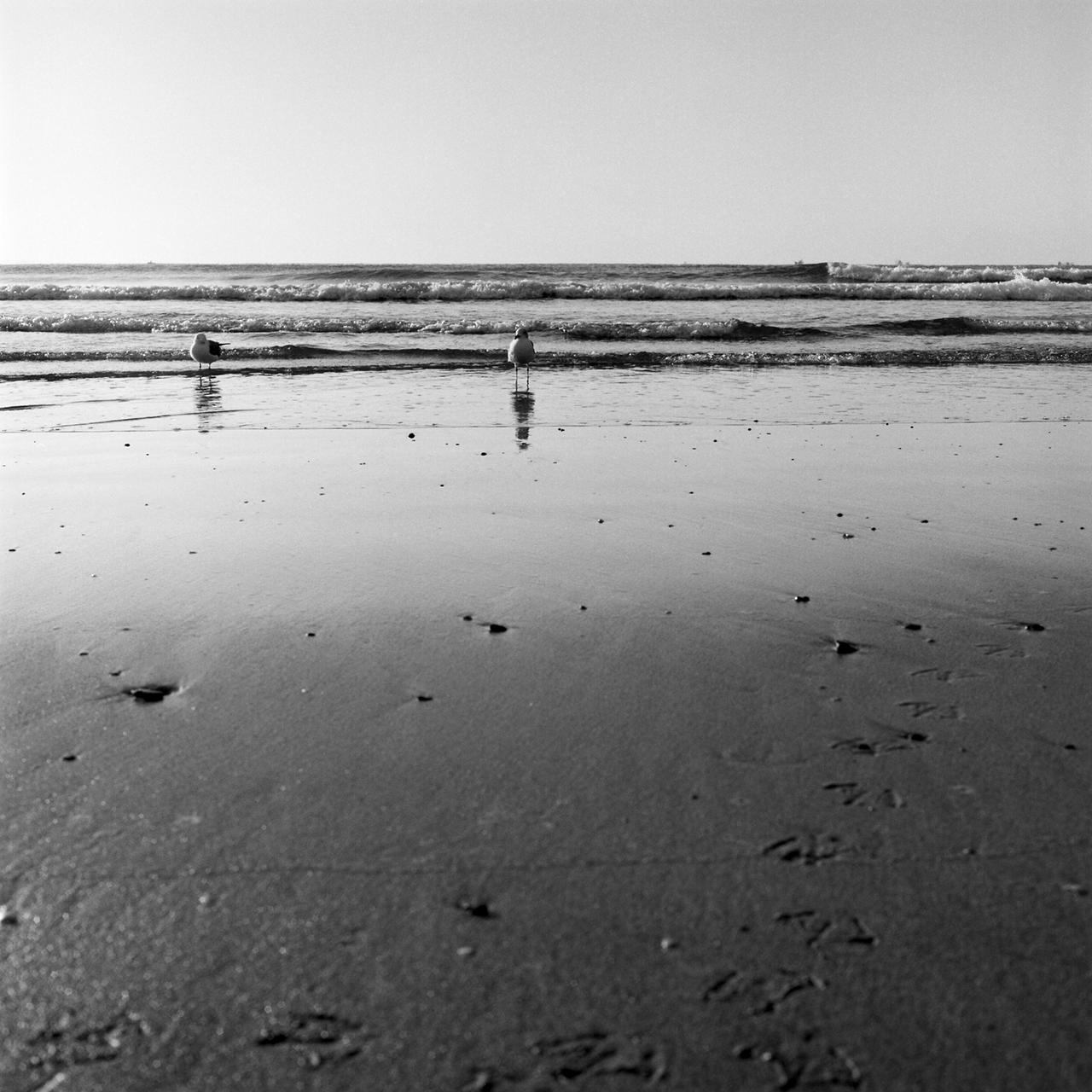 rolleiflex2.8c083fp4