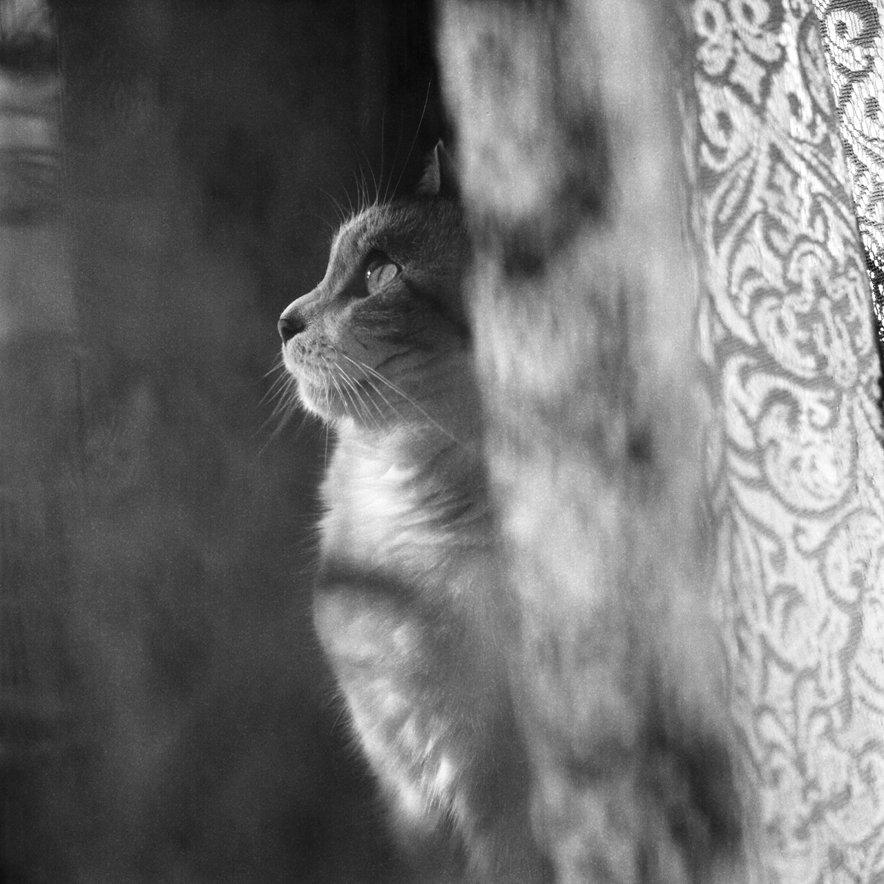 rolleiflex2.8c098tmax