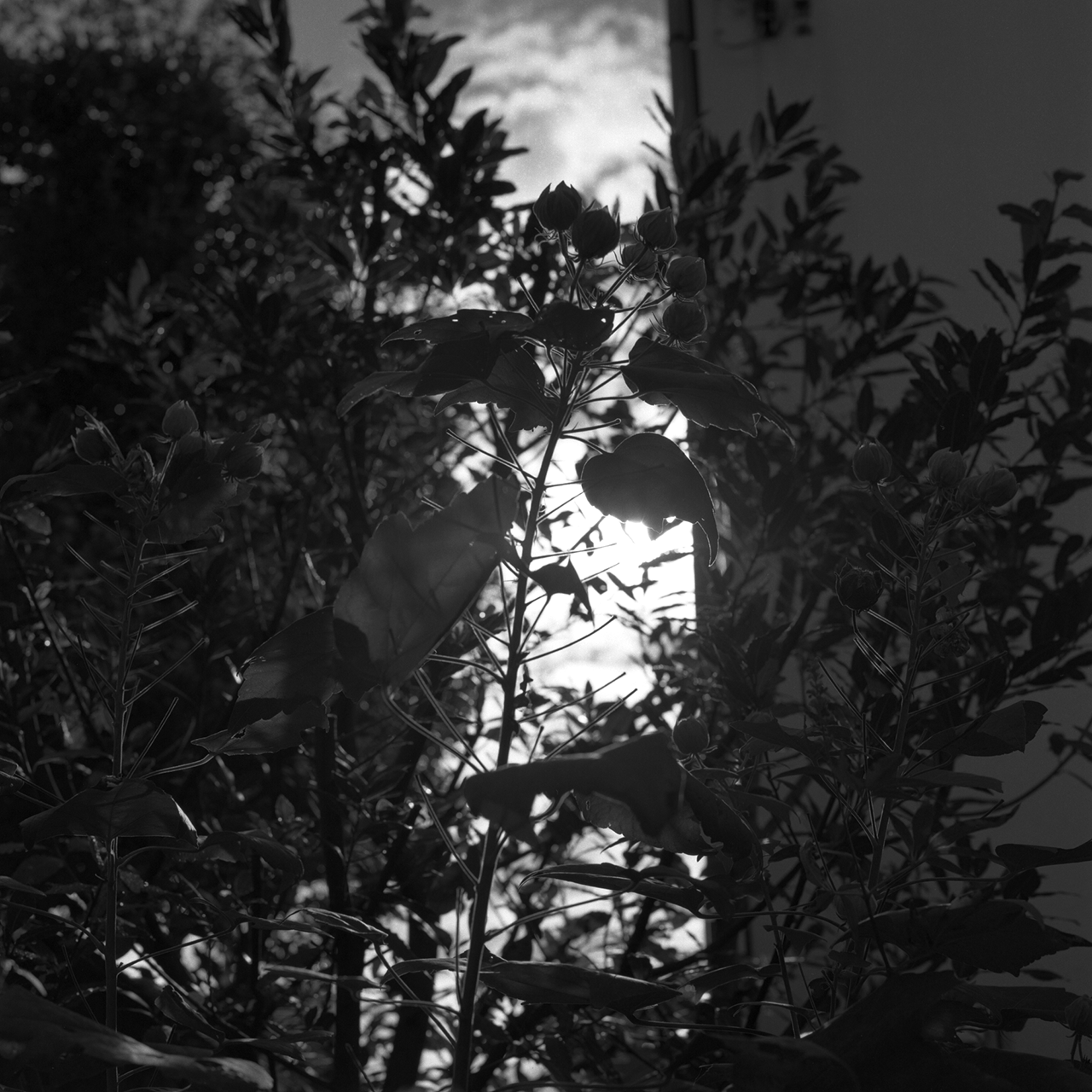 rolleiflex2-8c102tmax