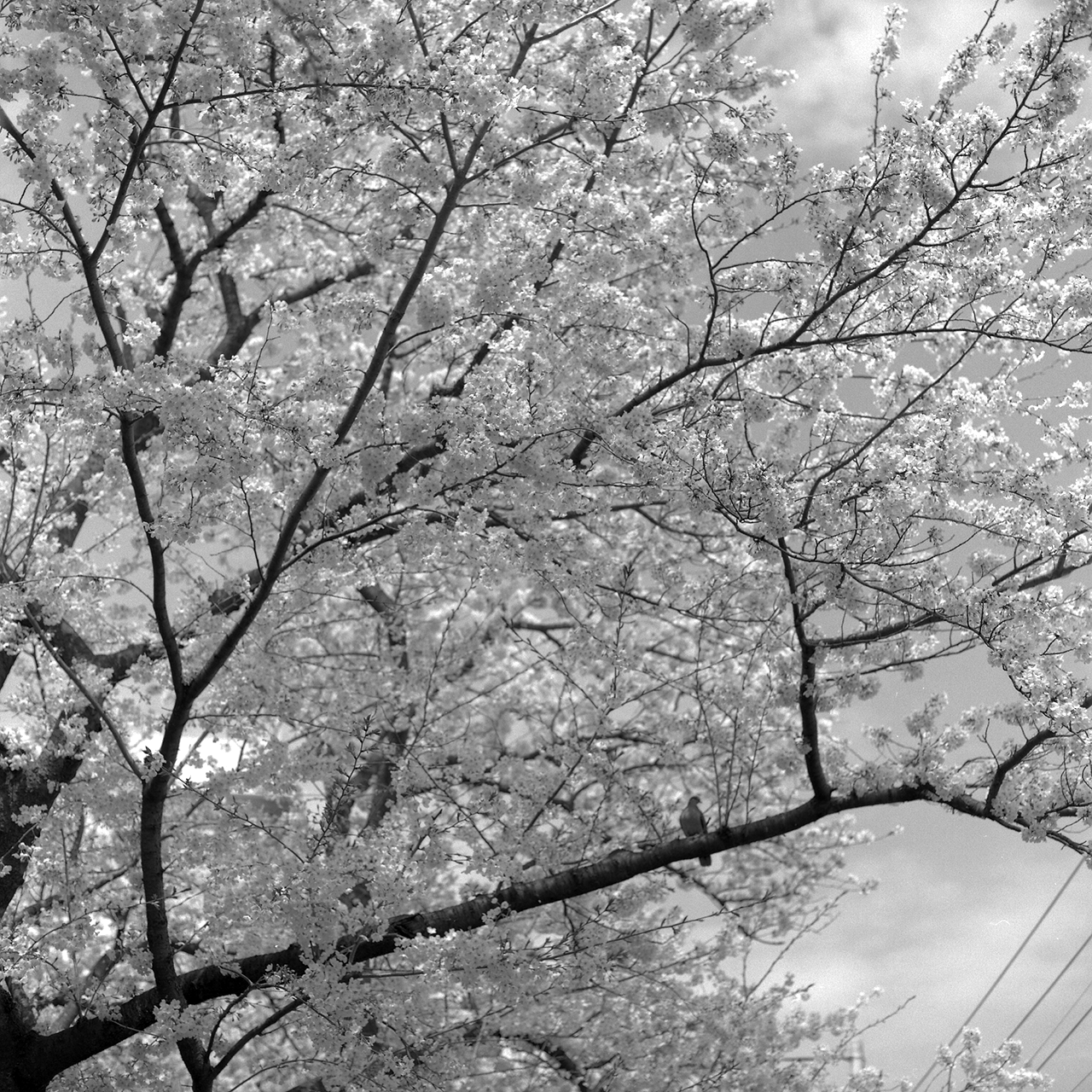 rolleiflex2.8f062tmax